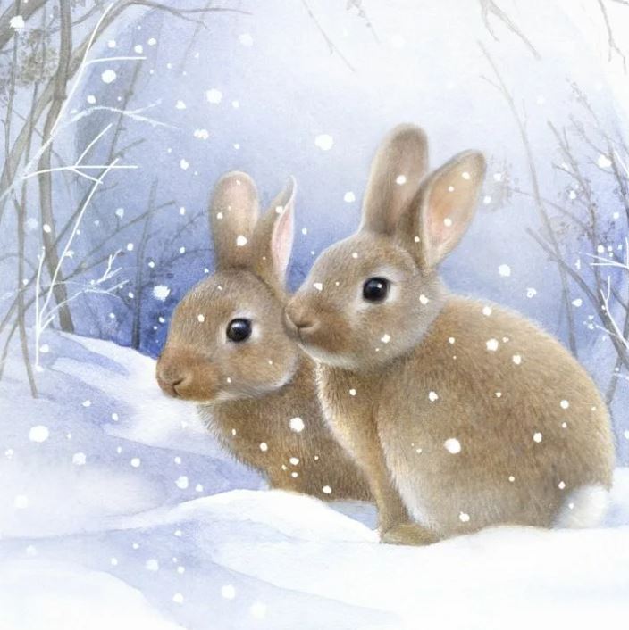 Как заяц зимой живет